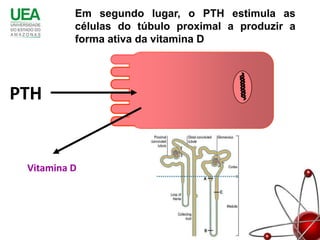 Em segundo lugar, o PTH estimula as
          células do túbulo proximal a produzir a
          forma ativa da vitamina D




PTH


 Vitamina D
 