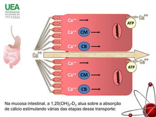 Ca++                          ATP

                               Ca++ CM

                               Ca++ CB

                 Ca
                               Ca++
                                                             ATP
                               Ca++ CM

                               Ca++ CB

Na mucosa intestinal, a 1,25(OH)2-D3 atua sobre a absorção
de cálcio estimulando várias das etapas desse transporte:
 