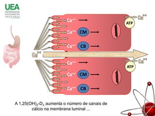 Ca++                   ATP

                        Ca++ CM

                        Ca++ CB

           Ca
                        Ca++
                                               ATP
                        Ca++ CM

                        Ca++ CB

A 1,25(OH)2-D3 aumenta o número de canais de
        cálcio na membrana luminal ...
 