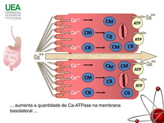 Ca++                      ATP

                          Ca++ CM
                                                    ATP
                          Ca++ CB

             Ca
                          Ca++
                                                    ATP
                          Ca++ CM
                                                    ATP
                          Ca++ CB

... aumenta a quantidade de Ca-ATPase na membrana
basolateral ...
 