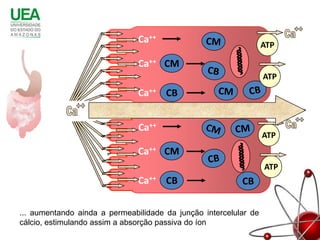 Ca++                               ATP

                               Ca++ CM
                                                                  ATP
                               Ca++ CB


                               Ca++
                                                                  ATP
                               Ca++ CM
                                                                  ATP
                               Ca++ CB

... aumentando ainda a permeabilidade da junção intercelular de
cálcio, estimulando assim a absorção passiva do íon
 