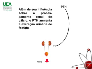 PTH
Além de sua influência
sobre     o    proces-
samento     renal   de
cálcio, o PTH aumenta
a excreção urinária de
fosfato




                         +


            Urina
 