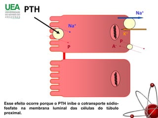 PTH                                                          Na+

                                 Na+
                                                                  K+
                                                              P
                                P                      A-




Esse efeito ocorre porque o PTH inibe o cotransporte sódio-
fosfato na membrana luminal das células do túbulo
proximal.
 