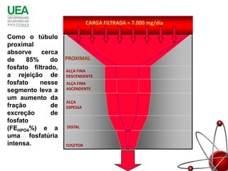 CARGA FILTRADA = 7.000 mg/dia

Como o túbulo
proximal
absorve    cerca
de    85%     do    PROXIMAL
fosfato filtrado,   ALÇA FINA
a rejeição de       DESCENDENTE
fosfato    nesse    ALÇA FINA
segmento leva a     ASCENDENTE

um aumento da
                    ALÇA
fração         de   ESPESSA
excreção       de
fosfato
(FEHPO4%) e a       DISTAL

uma fosfatúria
intensa.            COLETOR
 