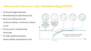 Fluorescence Recovery After Photobleaching (FRAP)
• Fluorescent-tagged molecules
• Photobleaching by high intensity laser
• Recovery of fluorescence and
increase in intensity monitored in relation
to time
• Process can be visualized using
microscope
• To study membrane dynamics,
protein mobility and transport in cells
 