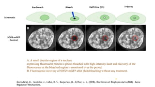 48
A. A small circular region of a nucleus
expressing fluorescent protein is photo-bleached with high-intensity laser and recovery of the
fluorescence at the bleached region is monitored over the period.
B. Fluorescence recovery of SOX9-mGFP after photobleaching without any treatment.
Govindaraj, K., Hendriks, J., Lidke, D. S., Karperien, M., & Post, J. N. (2018), Biochimica et Biophysica Acta (BBA) - Gene
Regulatory Mechanisms.
 