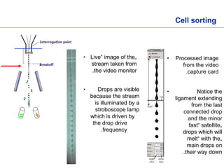 Fluorescence-Activated Cell Sorting sep.2024 last one.pptx