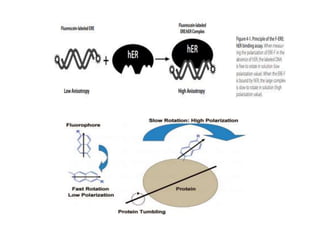 Fluorescence anisotropy