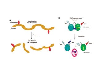 Fluorescence anisotropy