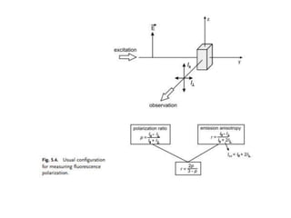 Fluorescence anisotropy
