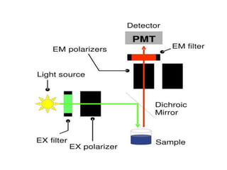 Fluorescence anisotropy