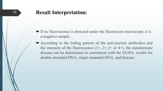 Result Interpretation:
 If no fluorescence is detected under the fluorescent microscope, it is
a negative sample.
 According to the biding pattern of the anti-nuclear antibodies and
the intensity of the fluorescence (1+, 2+,3+ or 4+), the autoimmune
disease can be determined in correlation with the ELISA results for
double-stranded DNA, single-stranded DNA, and histone.
19
 