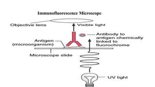 Immunofluorescence Microscope:
21
 