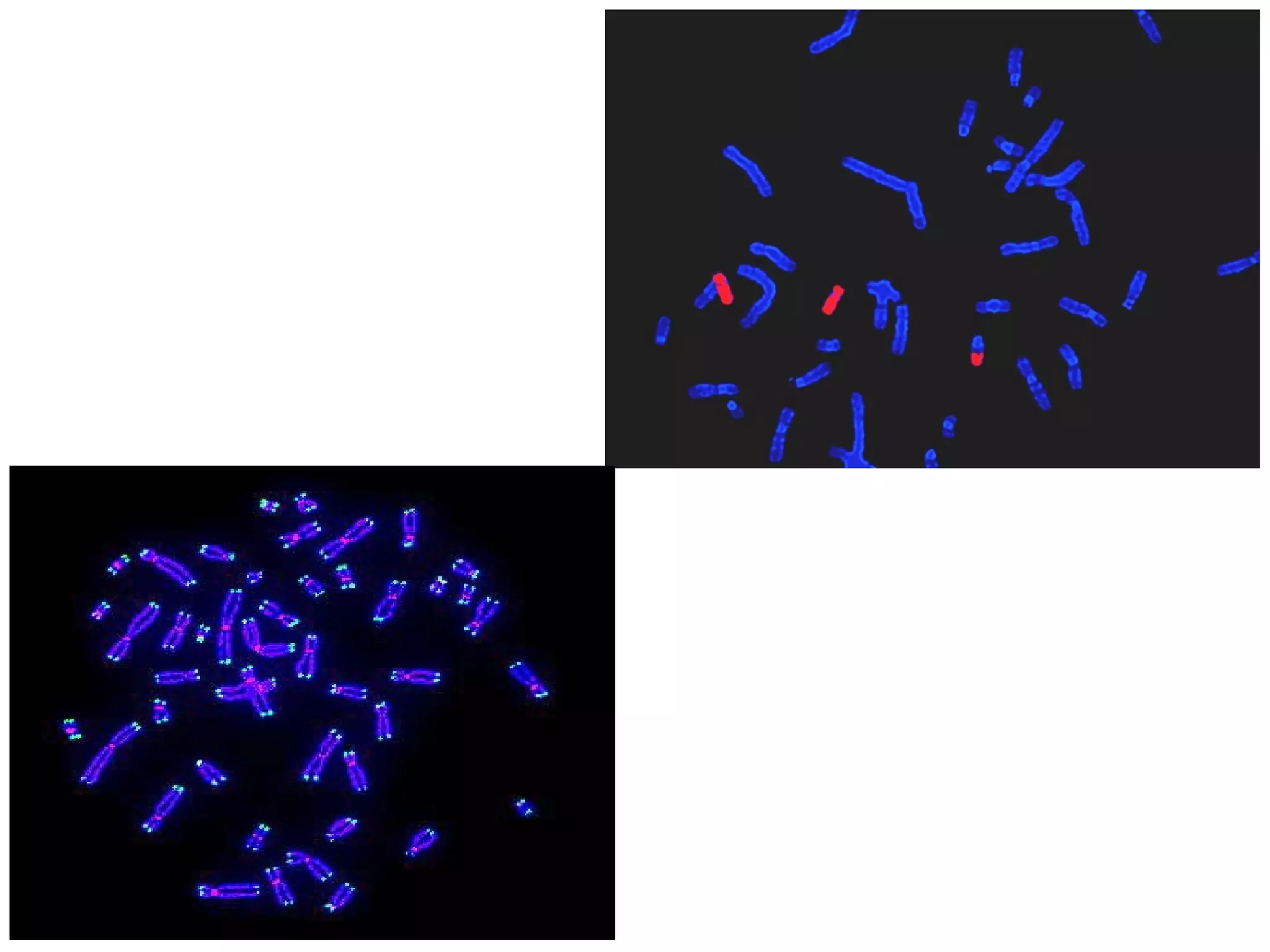 Fluorescence in situ hybridization | PPT