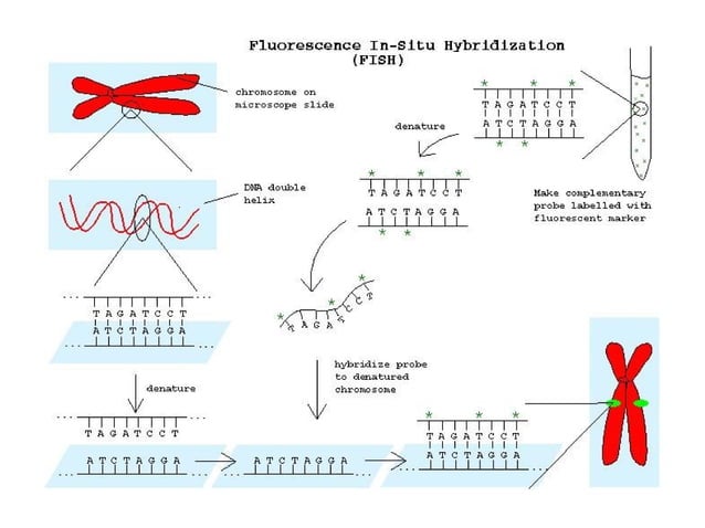 Fluorescence in situ hybridization | PPT | Genetics | Science