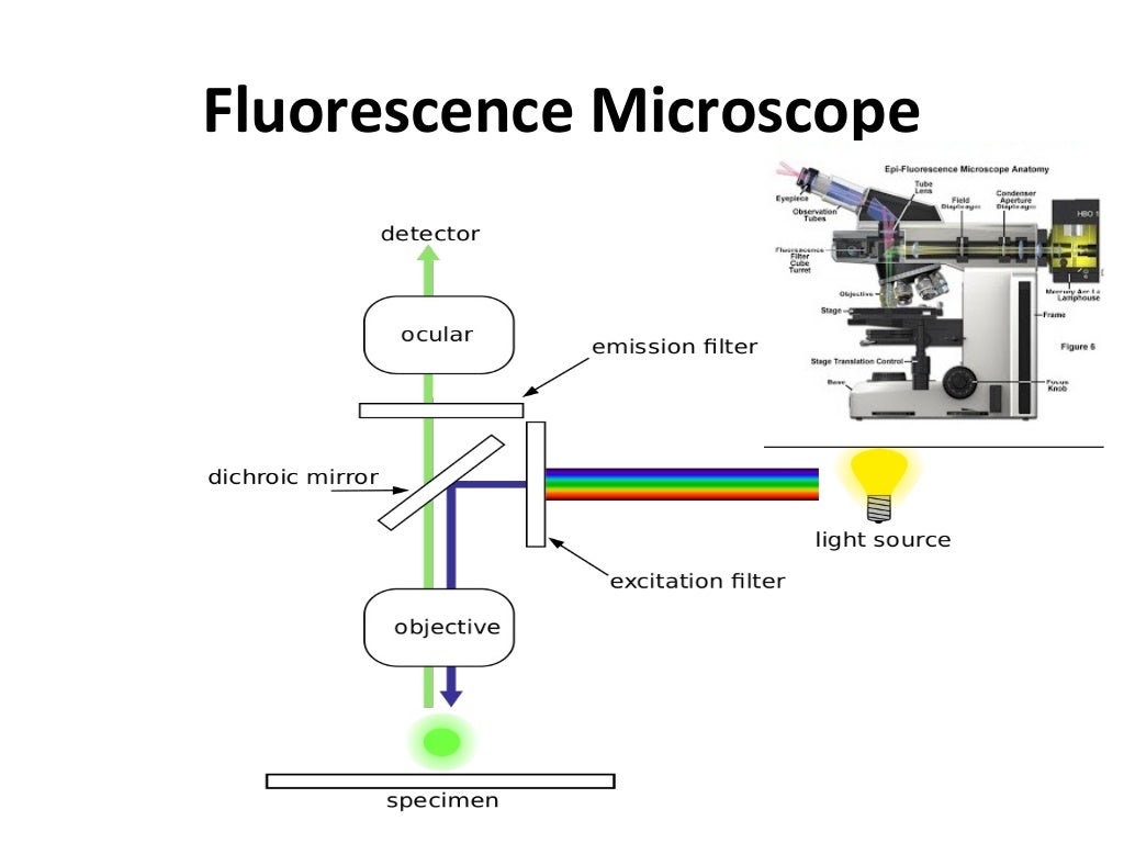 Fluorescence in situ hybridization