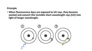 Principle
• When fluorescence dyes are exposed to UV rays, they become
excited and convert this invisible short wavelength rays (UV) into
light of longer wavelength.
 