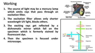 Working
1. The source of light may be a mercury lamp
which emits rays that pass through an
excitation filter.
2. The excitation filter allows only shorter
wavelength UV light, blocks others.
3. The exciting rays get reflected by a
dichromatic mirror which fall on the
specimen which is formerly stained by
fluorescent dye.
4. Then the specimen is focused under
microscope.
 