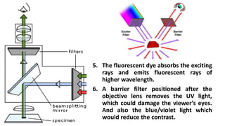 5. The fluorescent dye absorbs the exciting
rays and emits fluorescent rays of
higher wavelength.
6. A barrier filter positioned after the
objective lens removes the UV light,
which could damage the viewer’s eyes.
And also the blue/violet light which
would reduce the contrast.
 