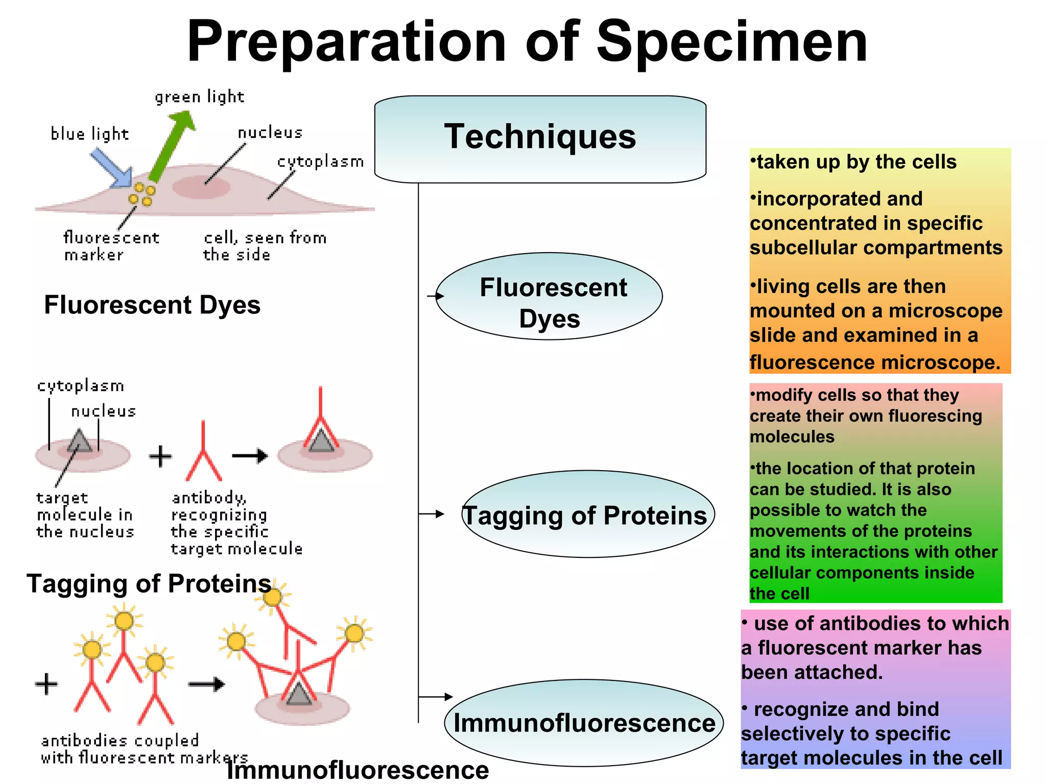 Preparation of Specimen Tagging of Proteins   Fluorescent Dyes   Immunofluorescence   Techniques Fluorescent Dyes Immunofluorescence   Tagging of Proteins   taken up by the cells  incorporated and concentrated in specific subcellular compartments  living cells are then mounted on a microscope slide and examined in a fluorescence microscope.   use of antibodies to which a fluorescent marker has been attached.  recognize and bind selectively to specific target molecules in the cell  modify cells so that they create their own fluorescing molecules  the location of that protein can be studied. It is also possible to watch the movements of the proteins and its interactions with other cellular components inside the cell  