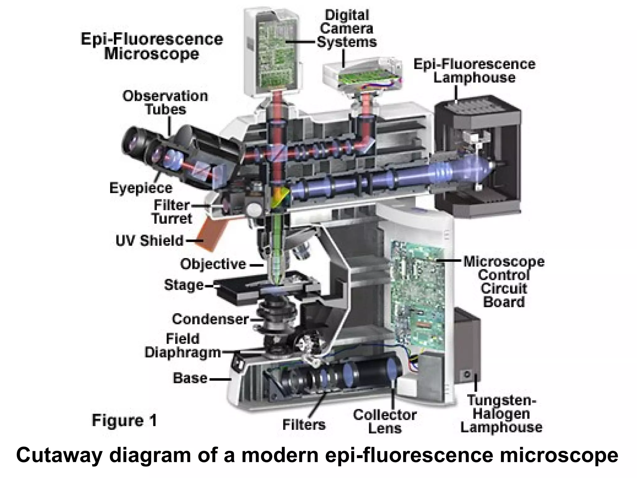 Cutaway diagram of a modern epi-fluorescence microscope  