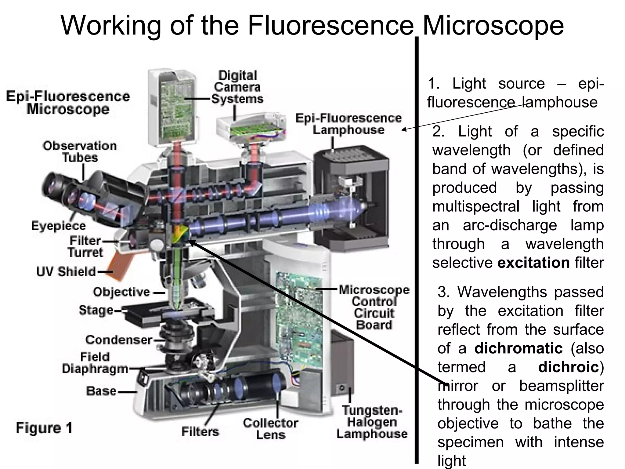 Working of the Fluorescence Microscope 1. Light source – epi-fluorescence lamphouse  2. Light of a specific wavelength (or defined band of wavelengths), is produced by passing multispectral light from an arc-discharge lamp through a wavelength selective  excitation  filter  3. Wavelengths passed by the excitation filter reflect from the surface of a  dichromatic  (also termed a  dichroic ) mirror or beamsplitter through the microscope objective to bathe the specimen with intense light  