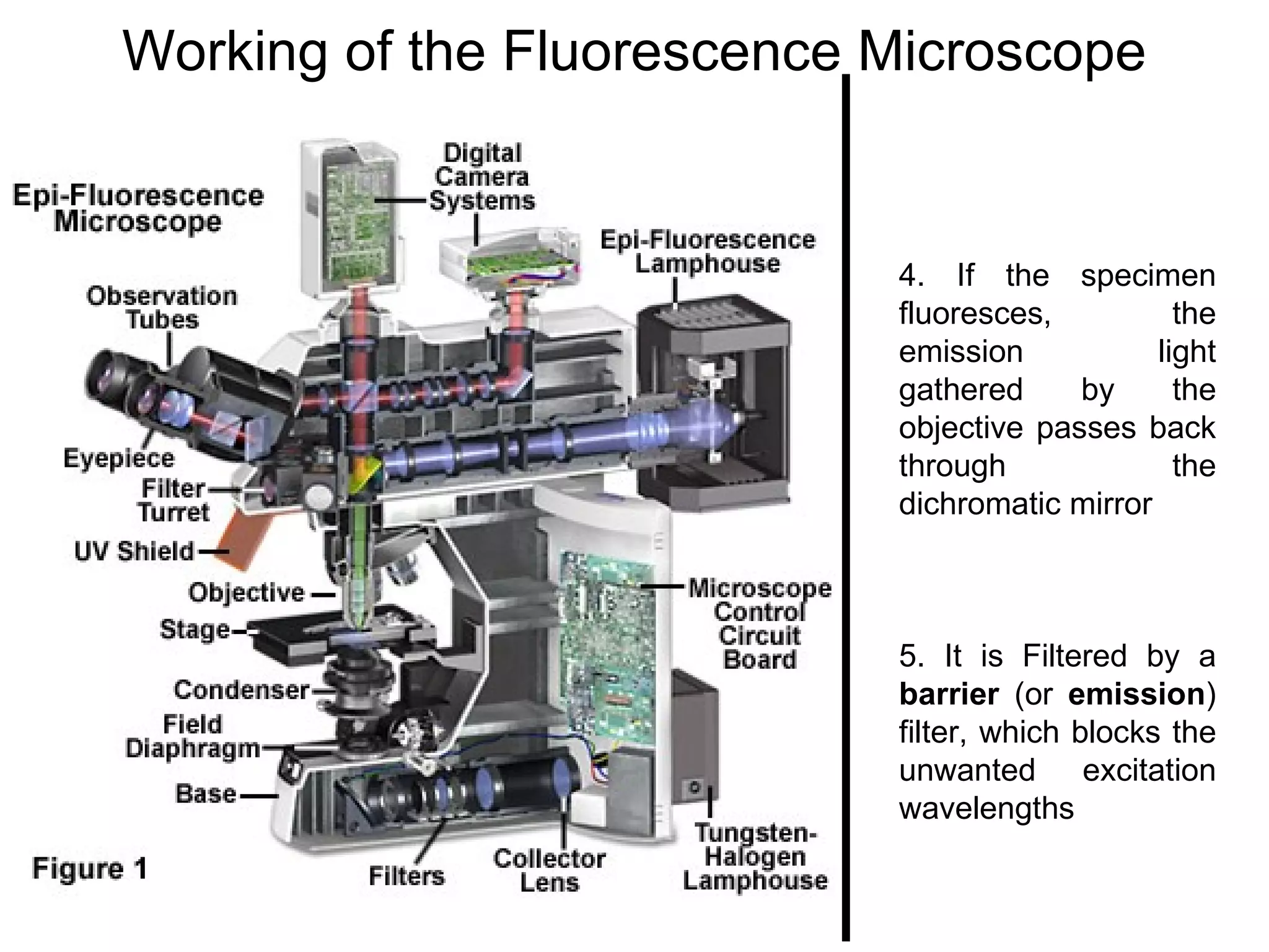 Working of the Fluorescence Microscope 4. If the specimen fluoresces, the emission light gathered by the objective passes back through the dichromatic mirror  5. It is Filtered by a  barrier  (or  emission ) filter, which blocks the unwanted excitation wavelengths  