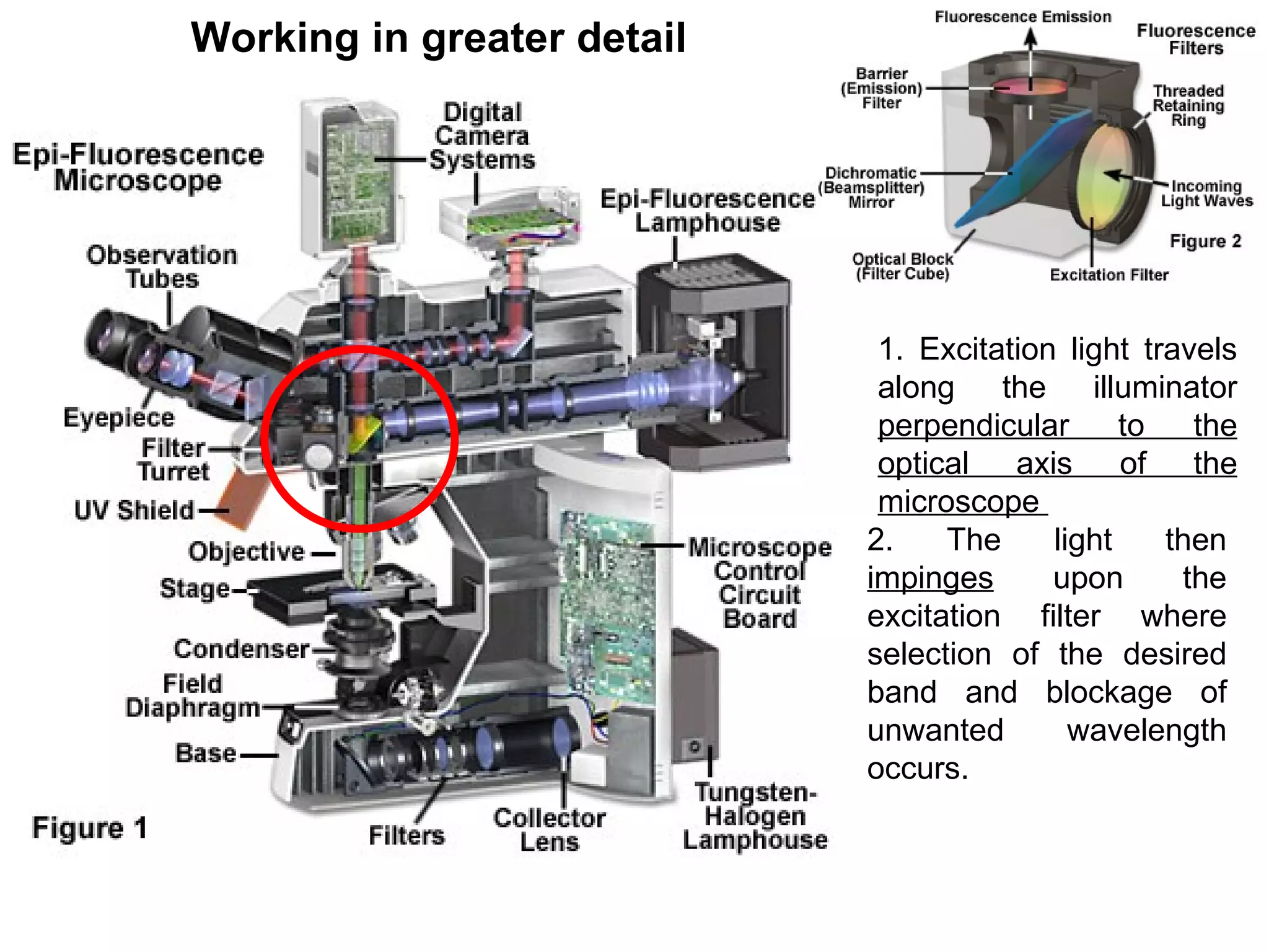 Working in greater detail 1. Excitation light travels along the illuminator  perpendicular to the optical axis of the microscope  2. The light then  impinges  upon the excitation filter where selection of the desired band and blockage of unwanted wavelength occurs.  