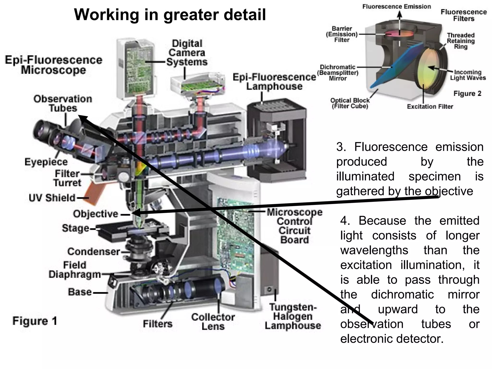 3. Fluorescence emission produced by the illuminated specimen is gathered by the objective  4. Because the emitted light consists of longer wavelengths than the excitation illumination, it is able to pass through the dichromatic mirror and upward to the observation tubes or electronic detector.  Working in greater detail 