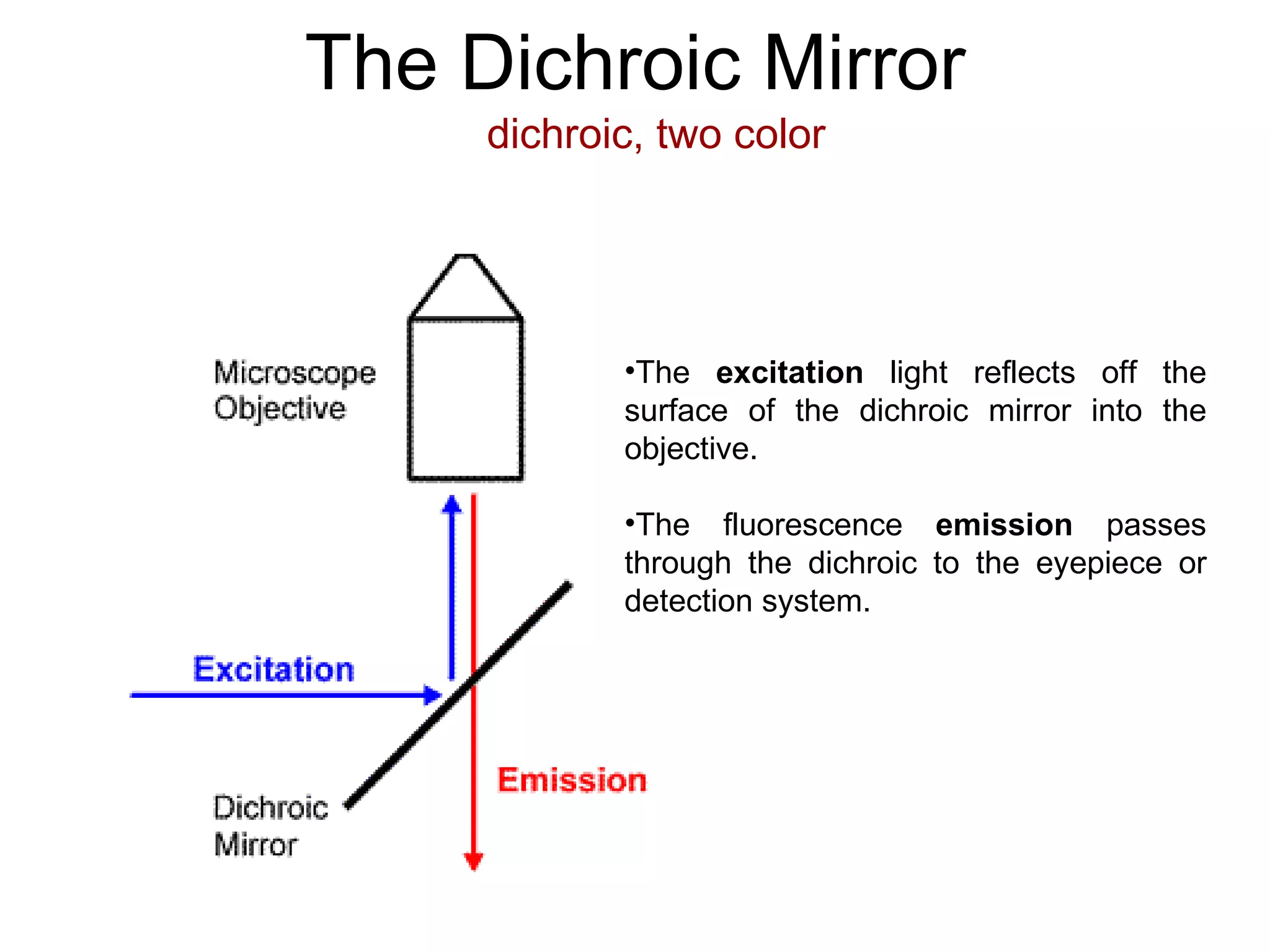 The Dichroic Mirror The  excitation  light reflects off the surface of the dichroic mirror into the objective.  The fluorescence  emission  passes through the dichroic to the eyepiece or detection system.  dichroic, two color   