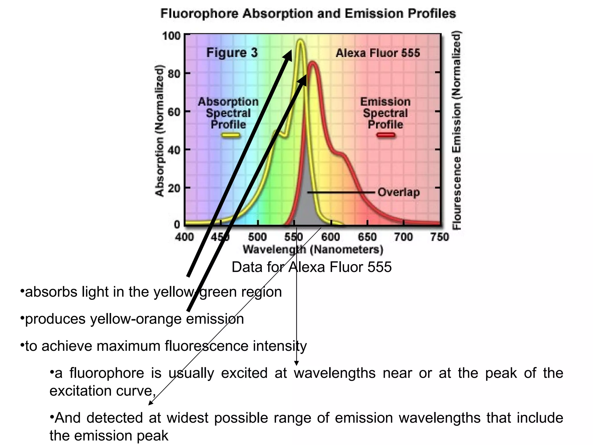Data for Alexa Fluor 555  absorbs light in the yellow-green region  produces yellow-orange emission  to achieve maximum fluorescence intensity  a fluorophore is usually excited at wavelengths near or at the peak of the excitation curve,  And detected at widest possible range of emission wavelengths that include the emission peak  