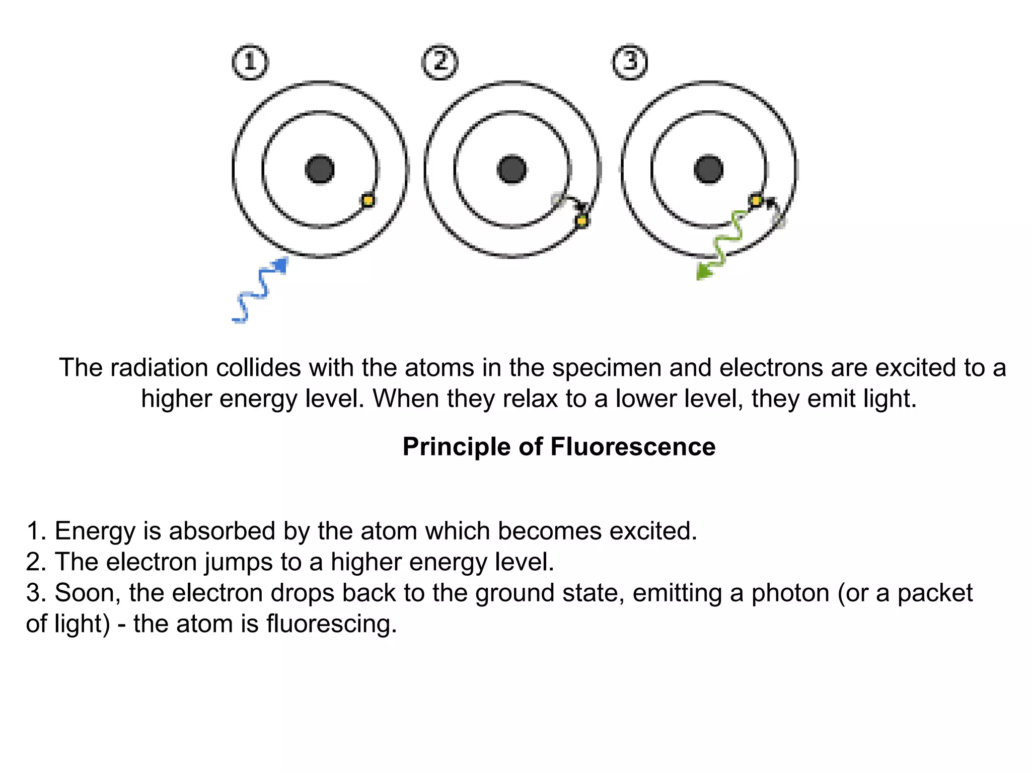 The radiation collides with the atoms in the specimen and electrons are excited to a higher energy level. When they relax to a lower level, they emit light.  Principle of Fluorescence   1. Energy is absorbed by the atom which becomes excited. 2. The electron jumps to a higher energy level. 3. Soon, the electron drops back to the ground state, emitting a photon (or a packet of light) - the atom is fluorescing.  