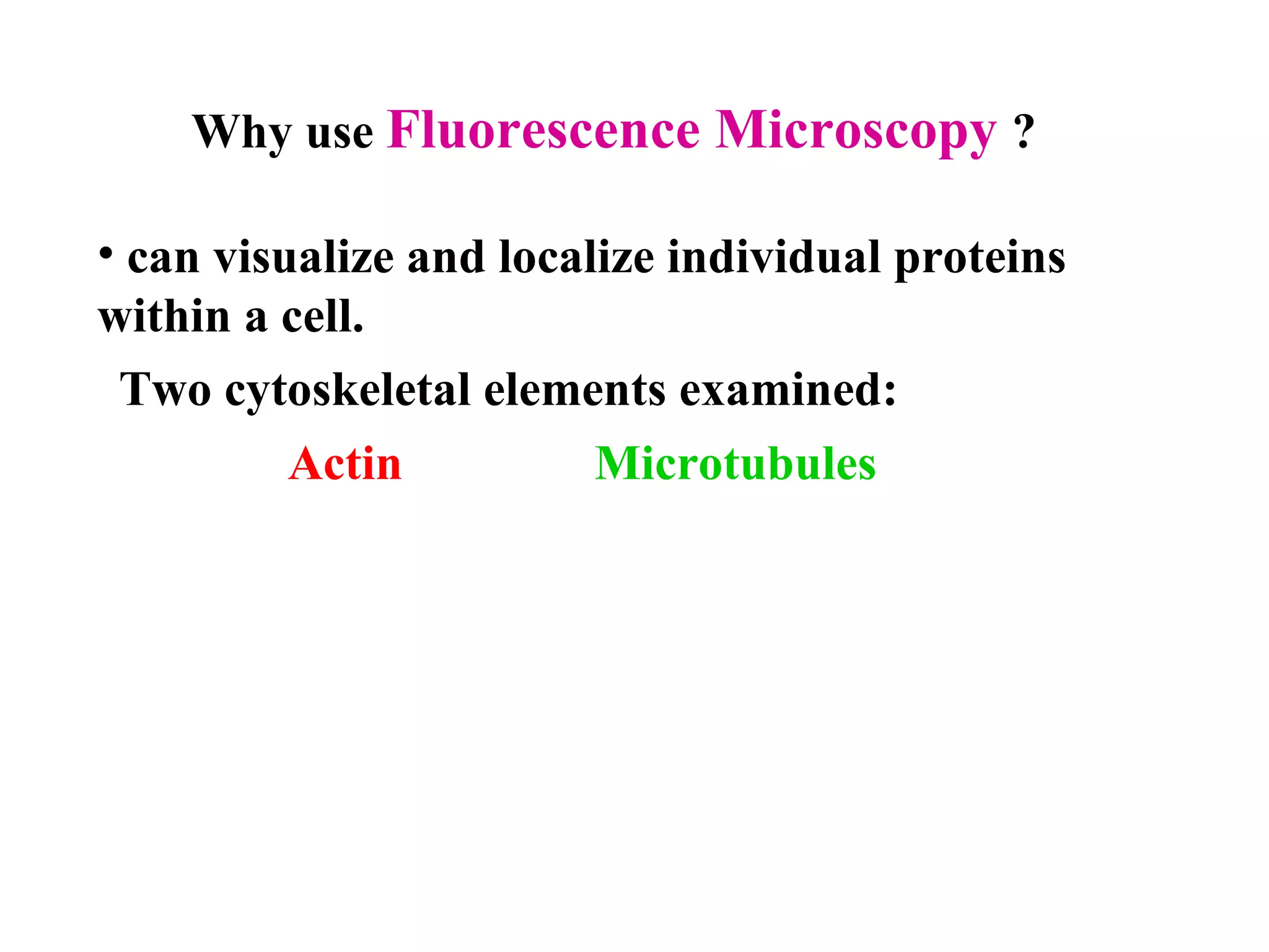 Two cytoskeletal elements examined: Why use  Fluorescence Microscopy   ? can visualize and localize individual proteins  within a cell.  Actin Microtubules 
