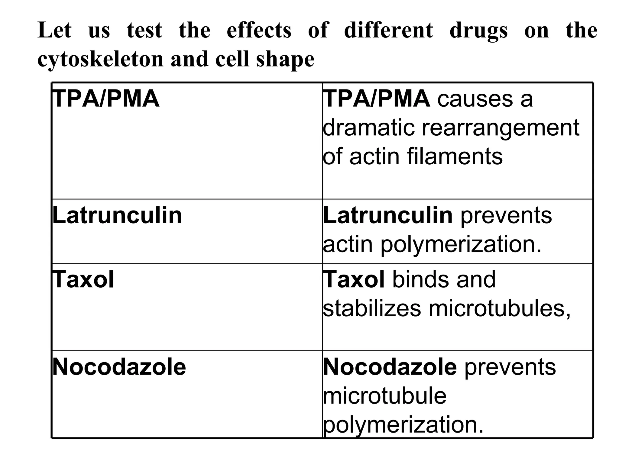 Let us test the effects of different drugs on the cytoskeleton and cell shape Nocodazole  prevents microtubule polymerization. Nocodazole Taxol  binds and stabilizes microtubules, Taxol Latrunculin  prevents actin polymerization.  Latrunculin TPA/PMA  causes a dramatic rearrangement of actin filaments TPA/PMA 