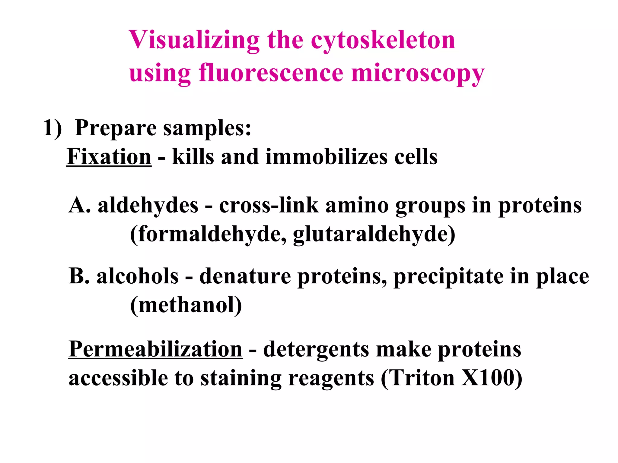 Visualizing the cytoskeleton  using fluorescence microscopy 1)  Prepare samples: Fixation  - kills and immobilizes cells A. aldehydes - cross-link amino groups in proteins (formaldehyde, glutaraldehyde) B. alcohols - denature proteins, precipitate in place (methanol) Permeabilization  - detergents make proteins  accessible to staining reagents (Triton X100) 