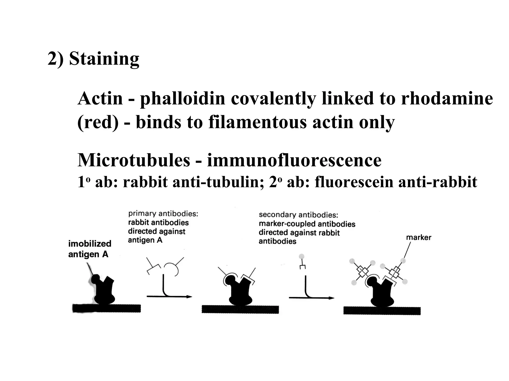 2) Staining Actin - phalloidin covalently linked to rhodamine (red) - binds to filamentous actin only Microtubules - immunofluorescence 1 o  ab: rabbit anti-tubulin; 2 o  ab: fluorescein anti-rabbit 