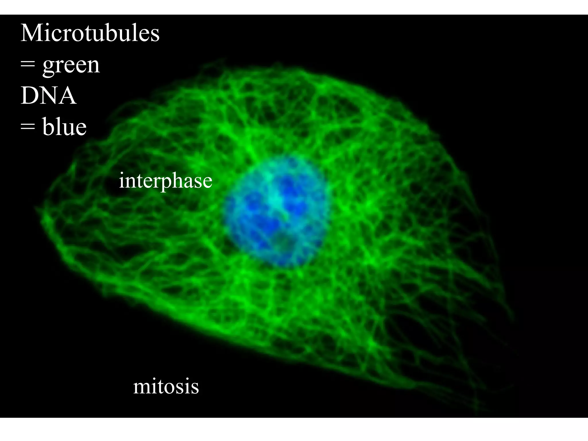 Microtubules  = green DNA = blue interphase mitosis 