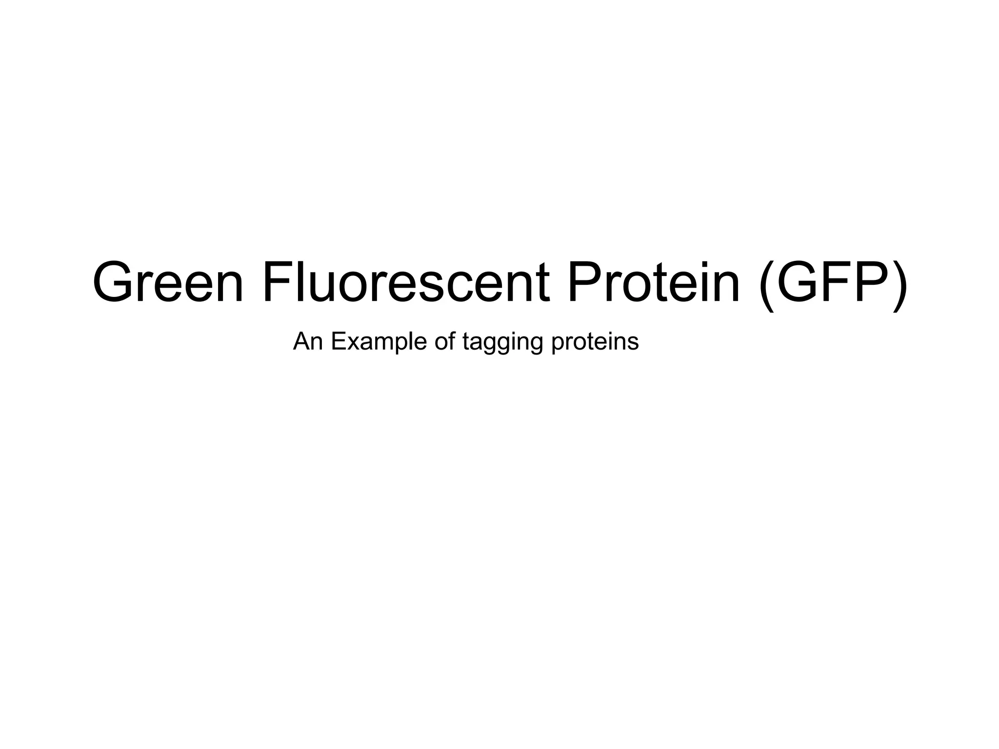 Green Fluorescent Protein (GFP) An Example of tagging proteins 
