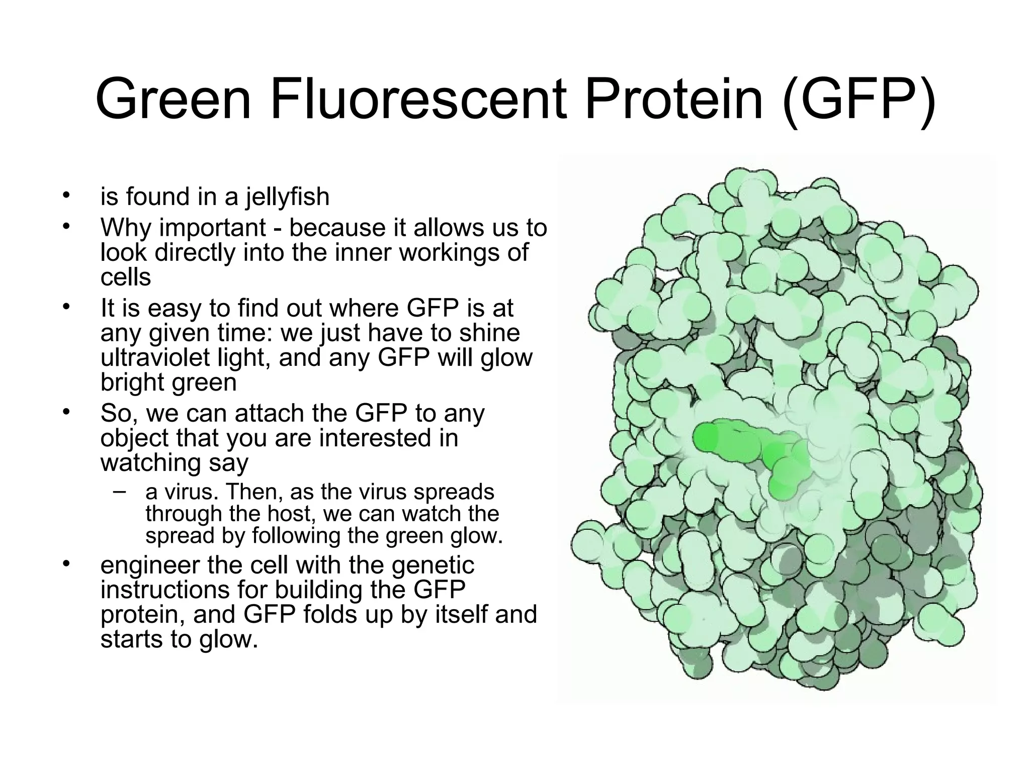 Green Fluorescent Protein (GFP) is found in a jellyfish  Why important - because it allows us to look directly into the inner workings of cells  It is easy to find out where GFP is at any given time: we just have to shine ultraviolet light, and any GFP will glow bright green  So, we can attach the GFP to any object that you are interested in watching say a virus. Then, as the virus spreads through the host, we can watch the spread by following the green glow.  engineer the cell with the genetic instructions for building the GFP protein, and GFP folds up by itself and starts to glow.  