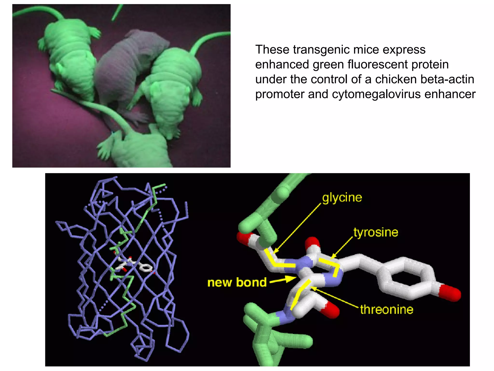 These transgenic mice express enhanced green fluorescent protein under the control of a chicken beta-actin promoter and cytomegalovirus enhancer  