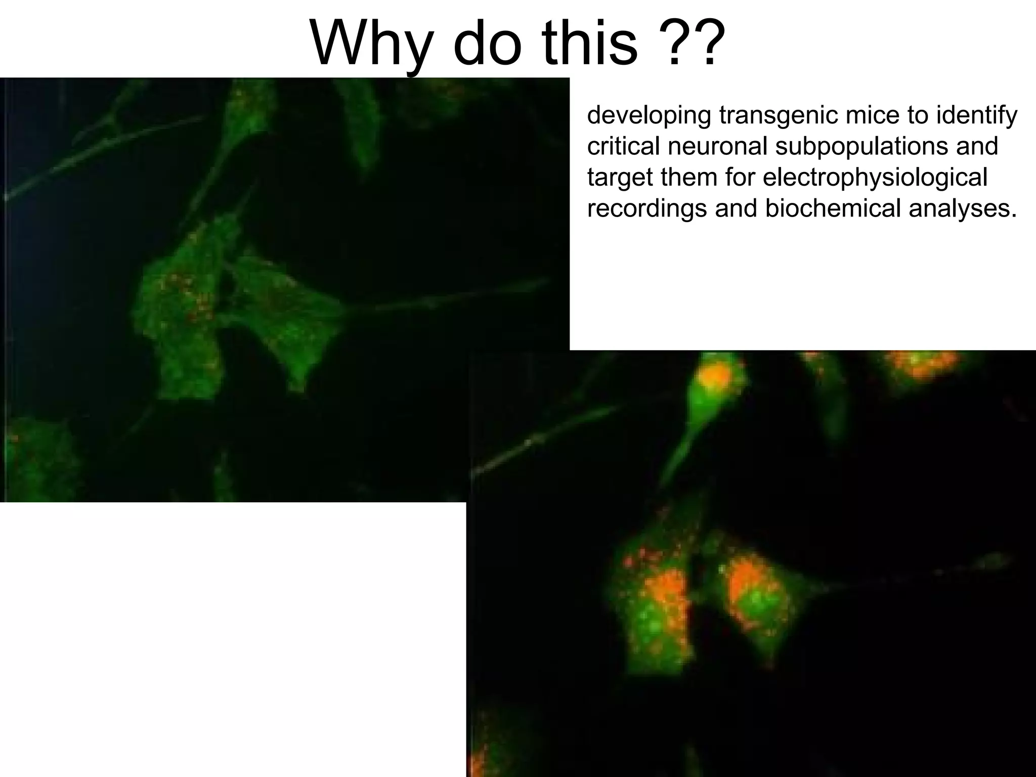 Why do this ?? developing transgenic mice to identify critical neuronal subpopulations and target them for electrophysiological recordings and biochemical analyses.  