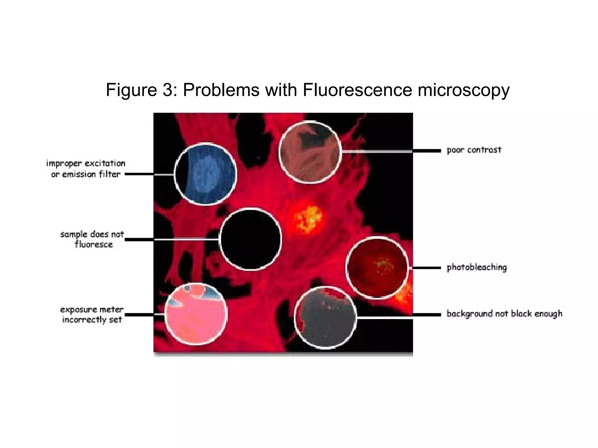 Figure 3: Problems with Fluorescence microscopy 