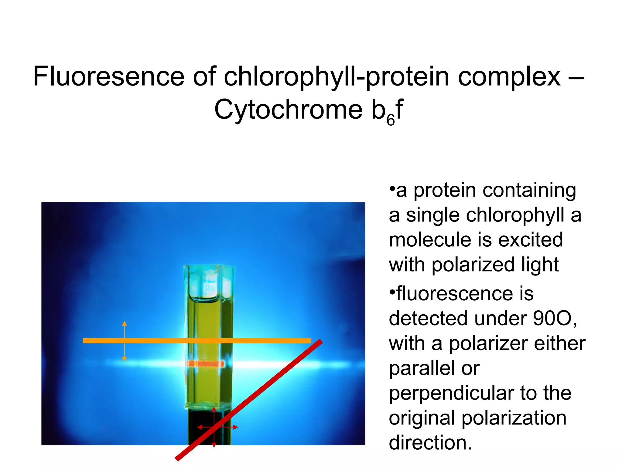 Fluoresence of chlorophyll-protein complex – Cytochrome b 6 f a protein containing a single chlorophyll a molecule is excited with polarized light fluorescence is detected under 90O, with a polarizer either parallel or perpendicular to the original polarization direction. 