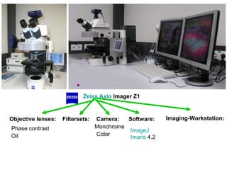Zeiss   Axio  Imager Z1   Objective lenses:   Filtersets:   Camera:   Software:   ImageJ Imaris  4.2   Monchrome  Phase contrast  Oil         Imaging-Workstation:   Color 