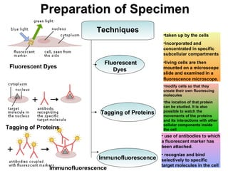 Preparation of Specimen Tagging of Proteins   Fluorescent Dyes   Immunofluorescence   Techniques Fluorescent Dyes Immunofluorescence   Tagging of Proteins   taken up by the cells  incorporated and concentrated in specific subcellular compartments  living cells are then mounted on a microscope slide and examined in a fluorescence microscope.   use of antibodies to which a fluorescent marker has been attached.  recognize and bind selectively to specific target molecules in the cell  modify cells so that they create their own fluorescing molecules  the location of that protein can be studied. It is also possible to watch the movements of the proteins and its interactions with other cellular components inside the cell  
