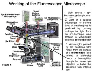 Working of the Fluorescence Microscope 1. Light source – epi-fluorescence lamphouse  2. Light of a specific wavelength (or defined band of wavelengths), is produced by passing multispectral light from an arc-discharge lamp through a wavelength selective  excitation  filter  3. Wavelengths passed by the excitation filter reflect from the surface of a  dichromatic  (also termed a  dichroic ) mirror or beamsplitter through the microscope objective to bathe the specimen with intense light  