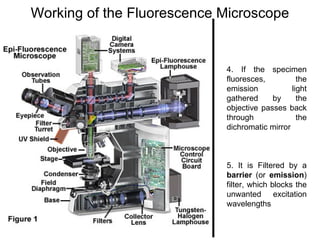 Working of the Fluorescence Microscope 4. If the specimen fluoresces, the emission light gathered by the objective passes back through the dichromatic mirror  5. It is Filtered by a  barrier  (or  emission ) filter, which blocks the unwanted excitation wavelengths  