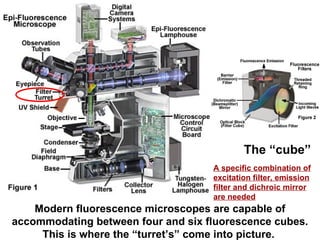 Modern fluorescence microscopes are capable of accommodating between four and six fluorescence cubes. This is where the “turret’s” come into picture.  The “cube” A specific combination of excitation filter, emission filter and dichroic mirror are needed   