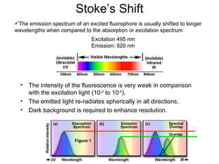 Stoke’s Shift Excitation 495 nm Emission: 520 nm The emission spectrum of an excited fluorophore is usually shifted to longer wavelengths when compared to the absorption or excitation spectrum  The intensity of the fluorescence is very weak in comparison with the excitation light (10 -3  to 10 -5 ). The emitted light re-radiates spherically in all directions. Dark background is required to enhance resolution. 