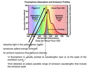 Data for Alexa Fluor 555  absorbs light in the yellow-green region  produces yellow-orange emission  to achieve maximum fluorescence intensity  a fluorophore is usually excited at wavelengths near or at the peak of the excitation curve,  And detected at widest possible range of emission wavelengths that include the emission peak  
